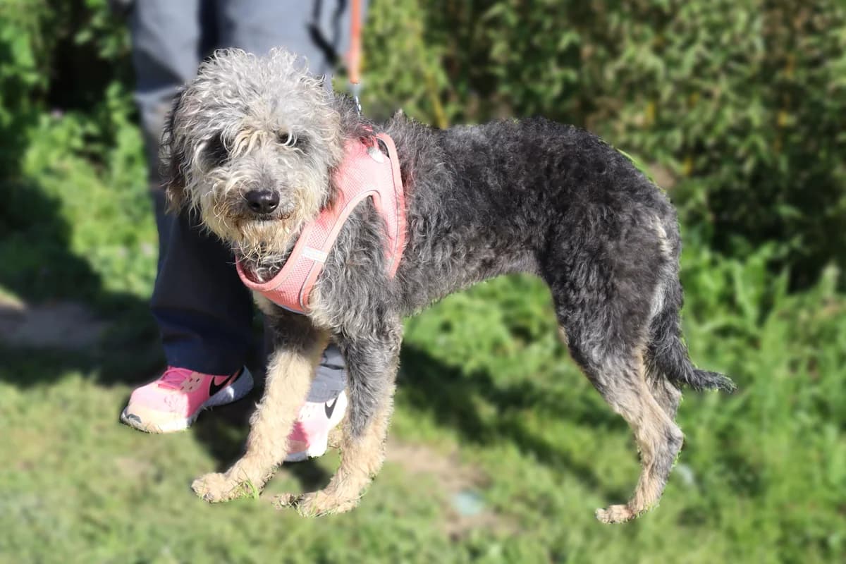 POMPOM, Cinza female 3yo Mixed Breed for adoption at O Cantinho da Milu, Lisbon