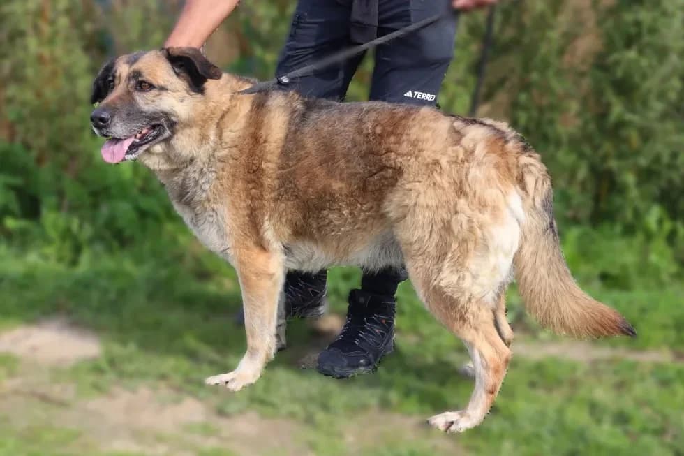 FREYA, Castanho female senior Mixed Breed for adoption at O Cantinho da Milu, Lisbon