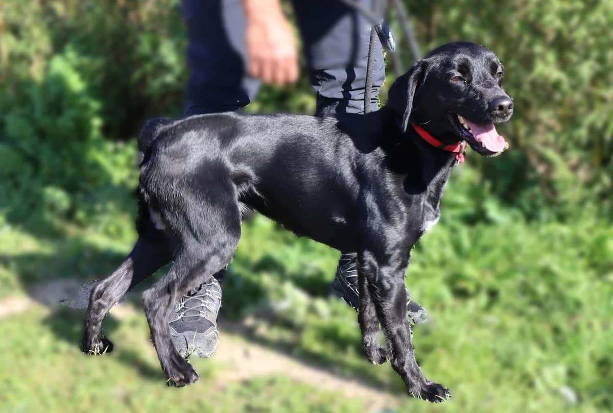 NASH, Mixed Breed (O Cantinho da Milu)