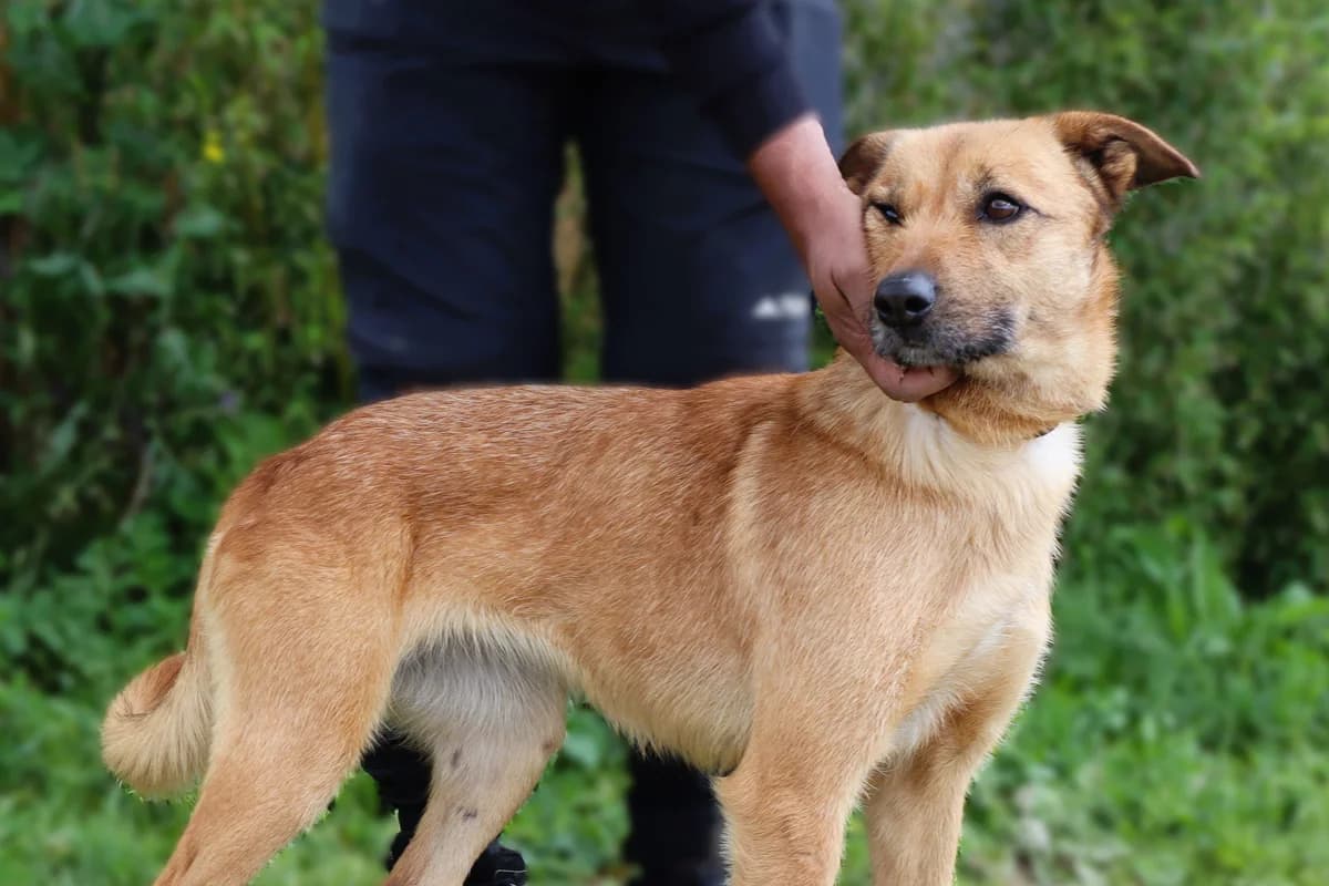 CONNIE, Mixed Breed (O Cantinho da Milu)