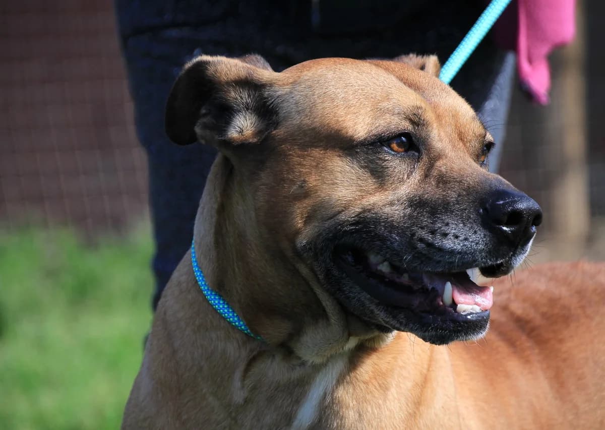 WINSTON, Mixed Breed (O Cantinho da Milu)