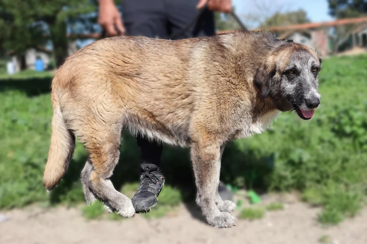 AMÉLIA, Mixed Breed (O Cantinho da Milu)