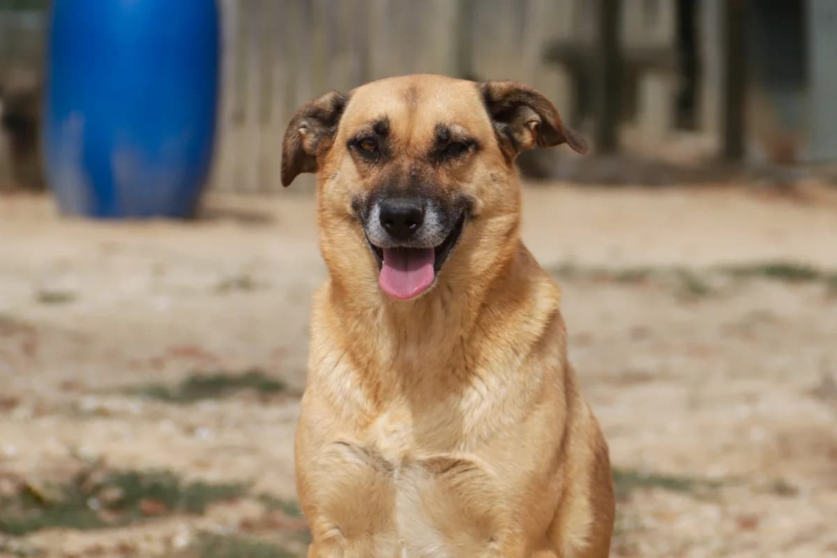 AMBER, Mixed Breed (O Cantinho da Milu)