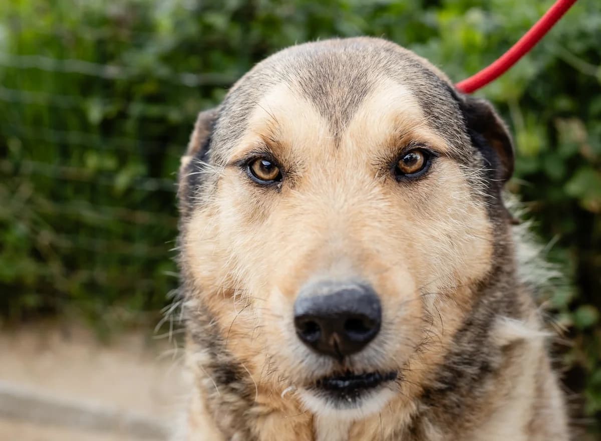 KALEB, Castanho male 7yo mixed breed for adoption at O Cantinho da Milu, Lisbon