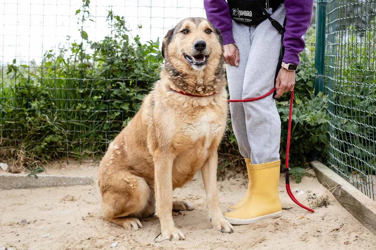 KALEB, Castanho male 7yo mixed breed for adoption at O Cantinho da Milu, Lisbon