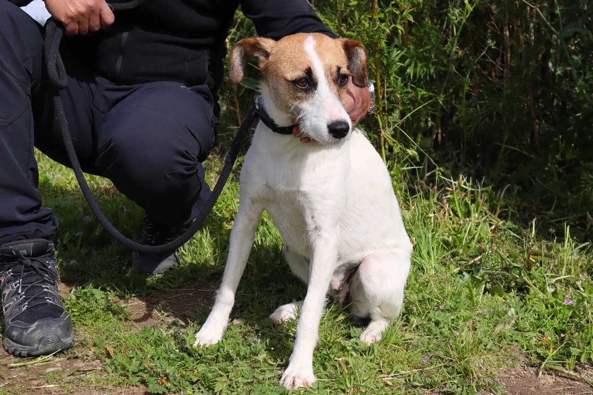 ELSY, Mixed Breed (O Cantinho da Milu)