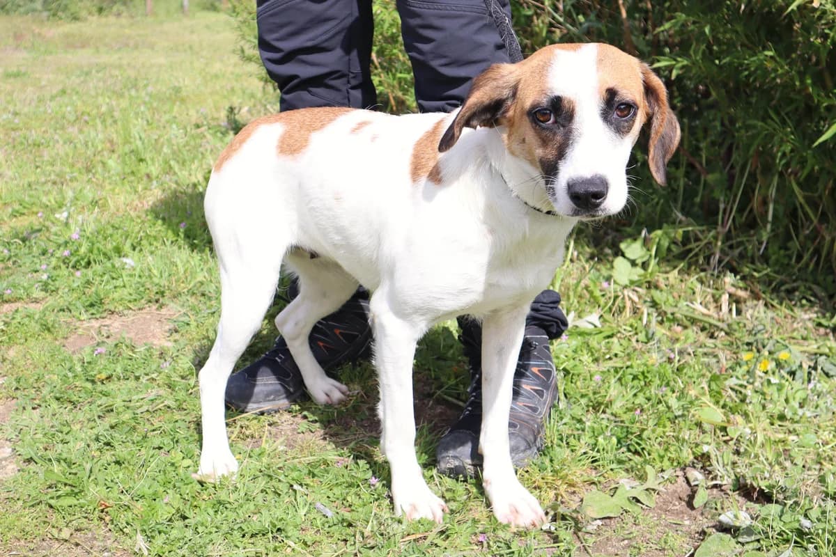 TARA, Mixed Breed (O Cantinho da Milu)