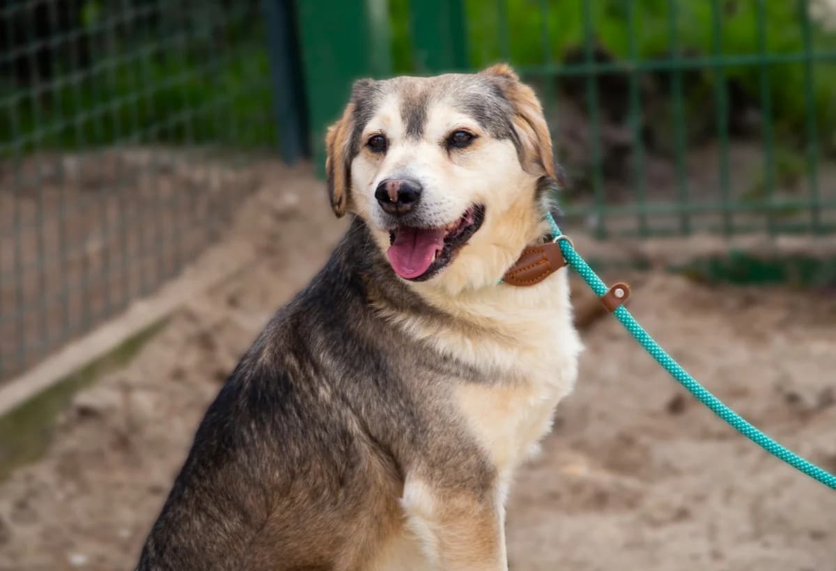 MONTY, male 4yo Mixed Breed for adoption at O Cantinho da Milu, Lisbon