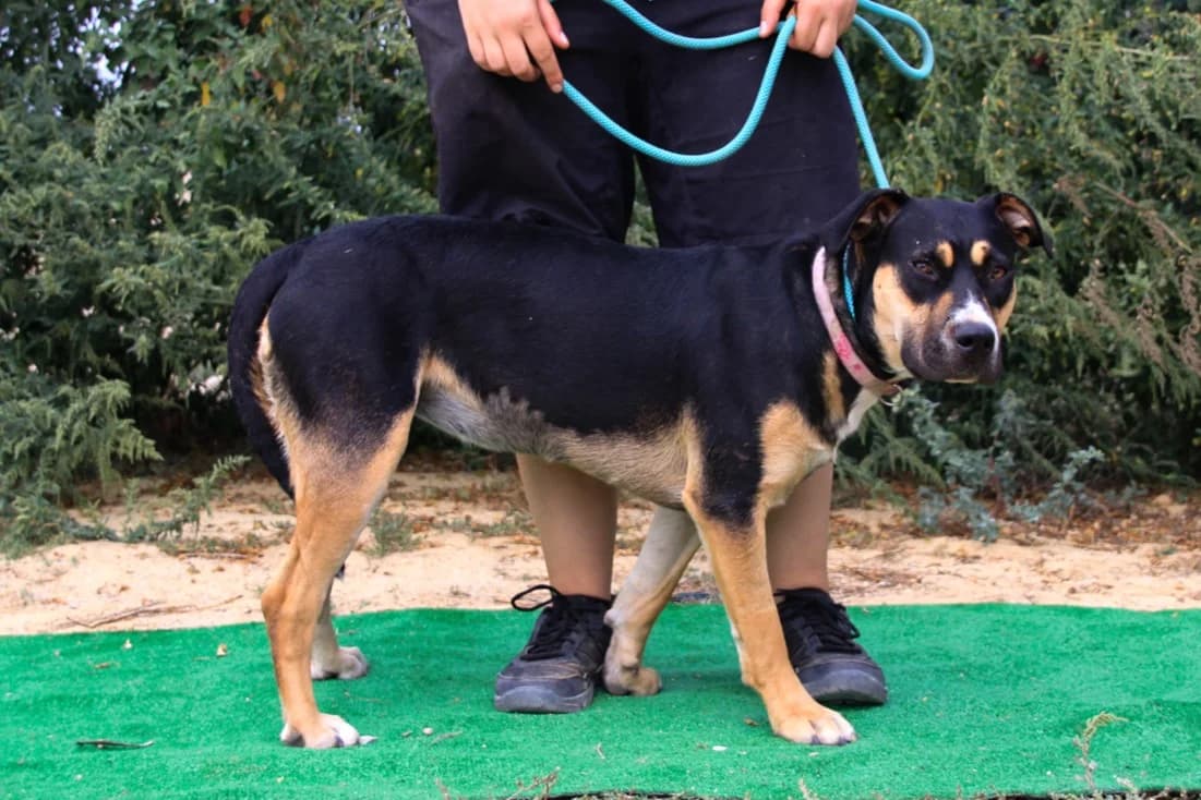 DORA, Mixed Breed (O Cantinho da Milu)