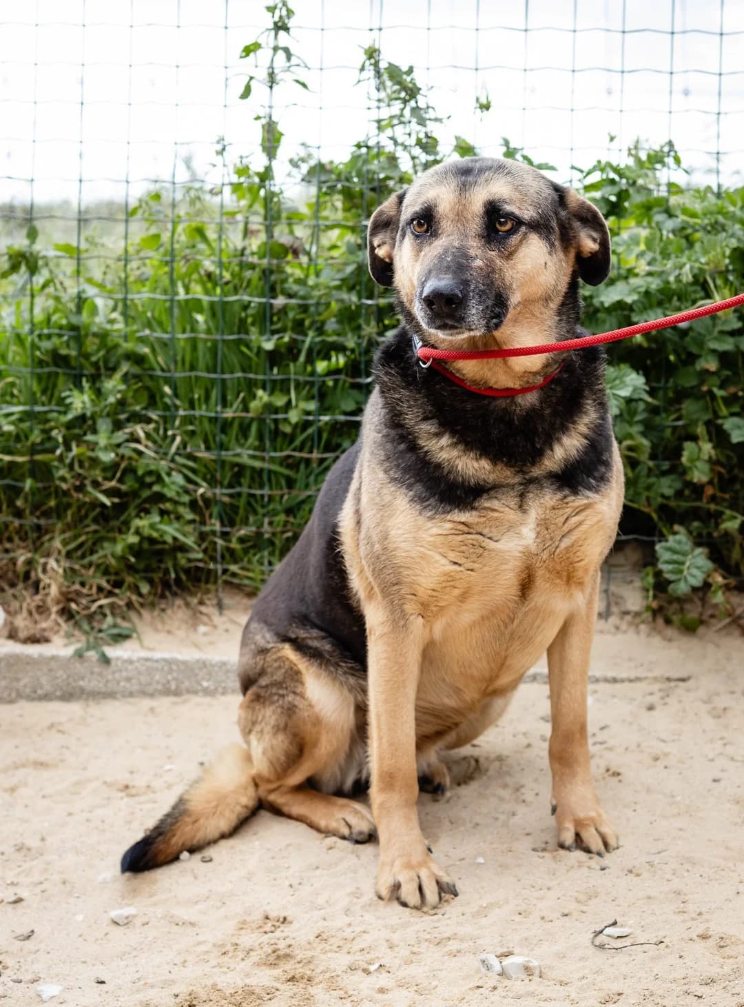 ELLIE,  (O Cantinho da Milu)