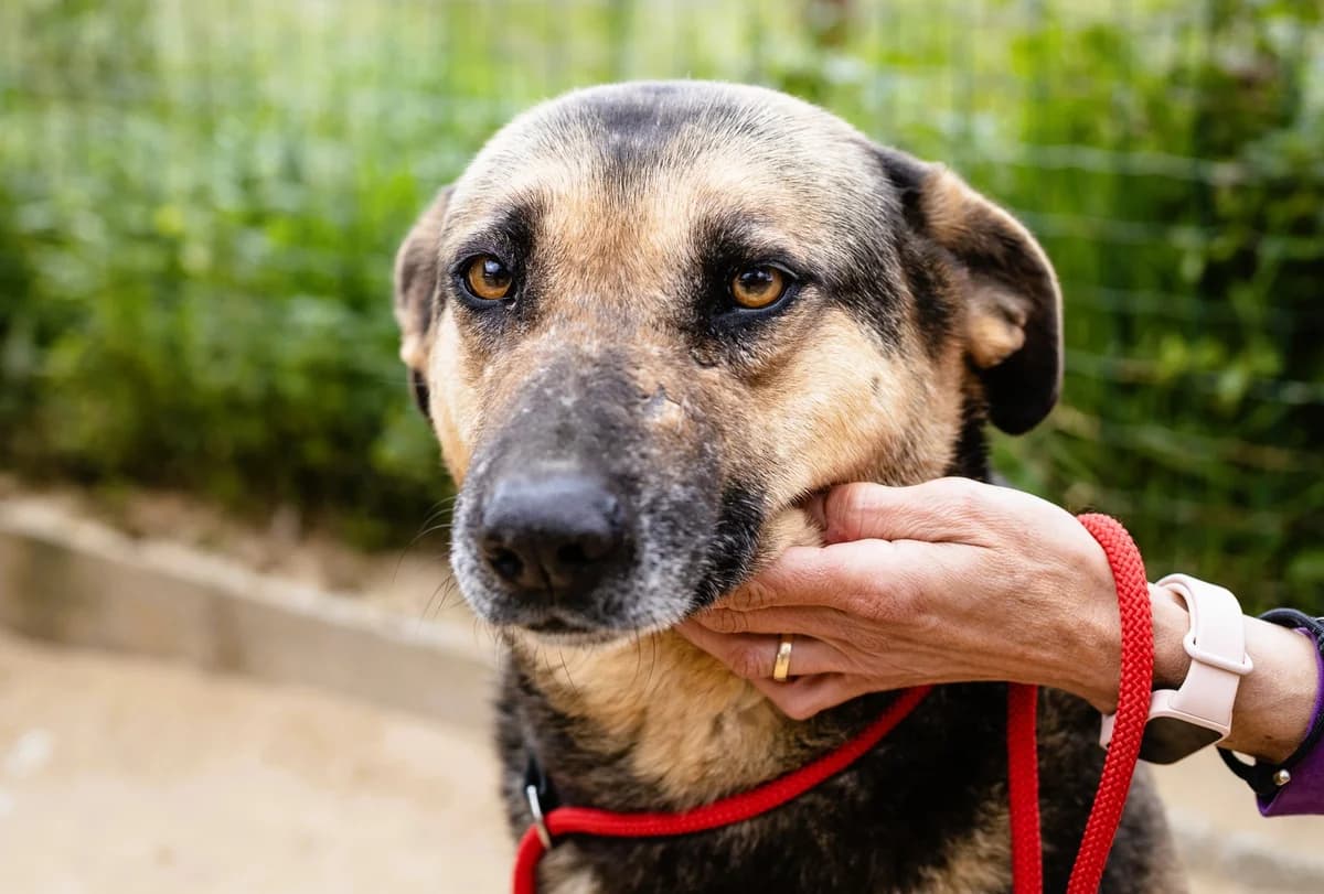ELLIE, Preto e Castanho female 7yo mixed breed for adoption at O Cantinho da Milu, Lisbon