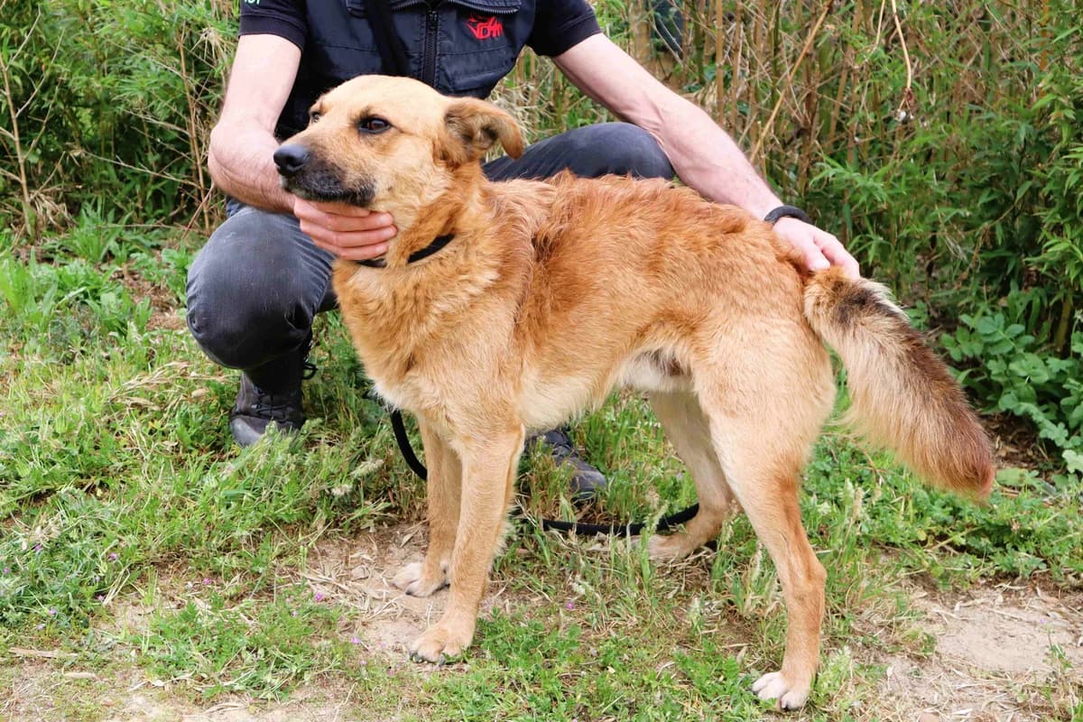 MATEO, Castanho male 3yo Mixed Breed for adoption at O Cantinho da Milu, Lisbon
