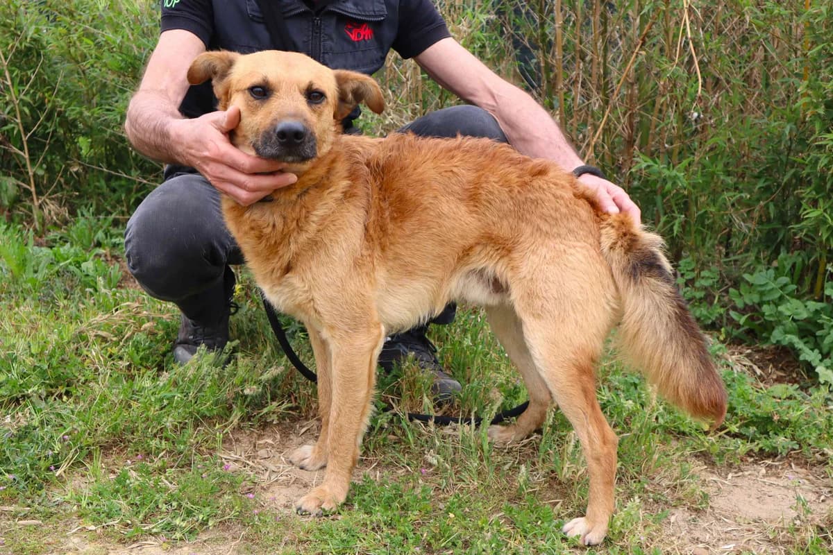 MATEO, Castanho male 3yo Mixed Breed for adoption at O Cantinho da Milu, Lisbon