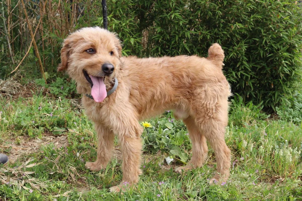 ARMANI, Castanho male 7yo Poodle for adoption at O Cantinho da Milu, Lisbon