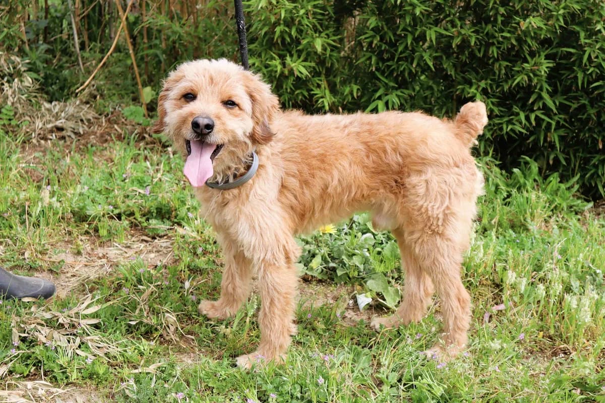 ARMANI, Castanho male 7yo Poodle for adoption at O Cantinho da Milu, Lisbon