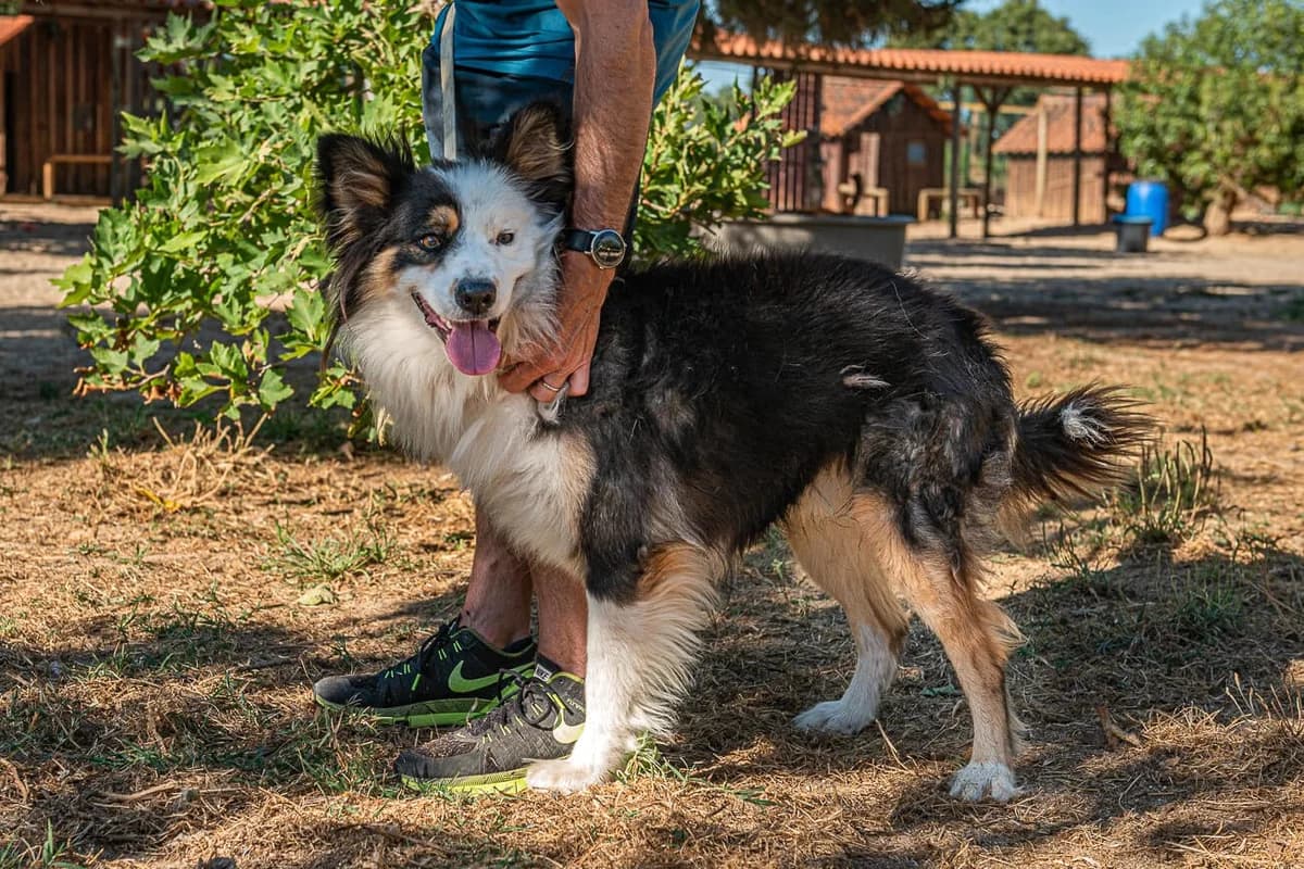 CÔCÔ, Preto e Branco male 5yo Border Collie for adoption at O Cantinho da Milu, Lisbon