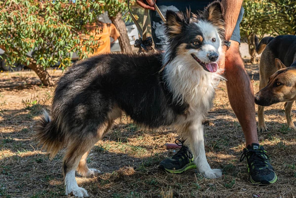 CÔCÔ, Preto e Branco male 5yo Border Collie for adoption at O Cantinho da Milu, Lisbon