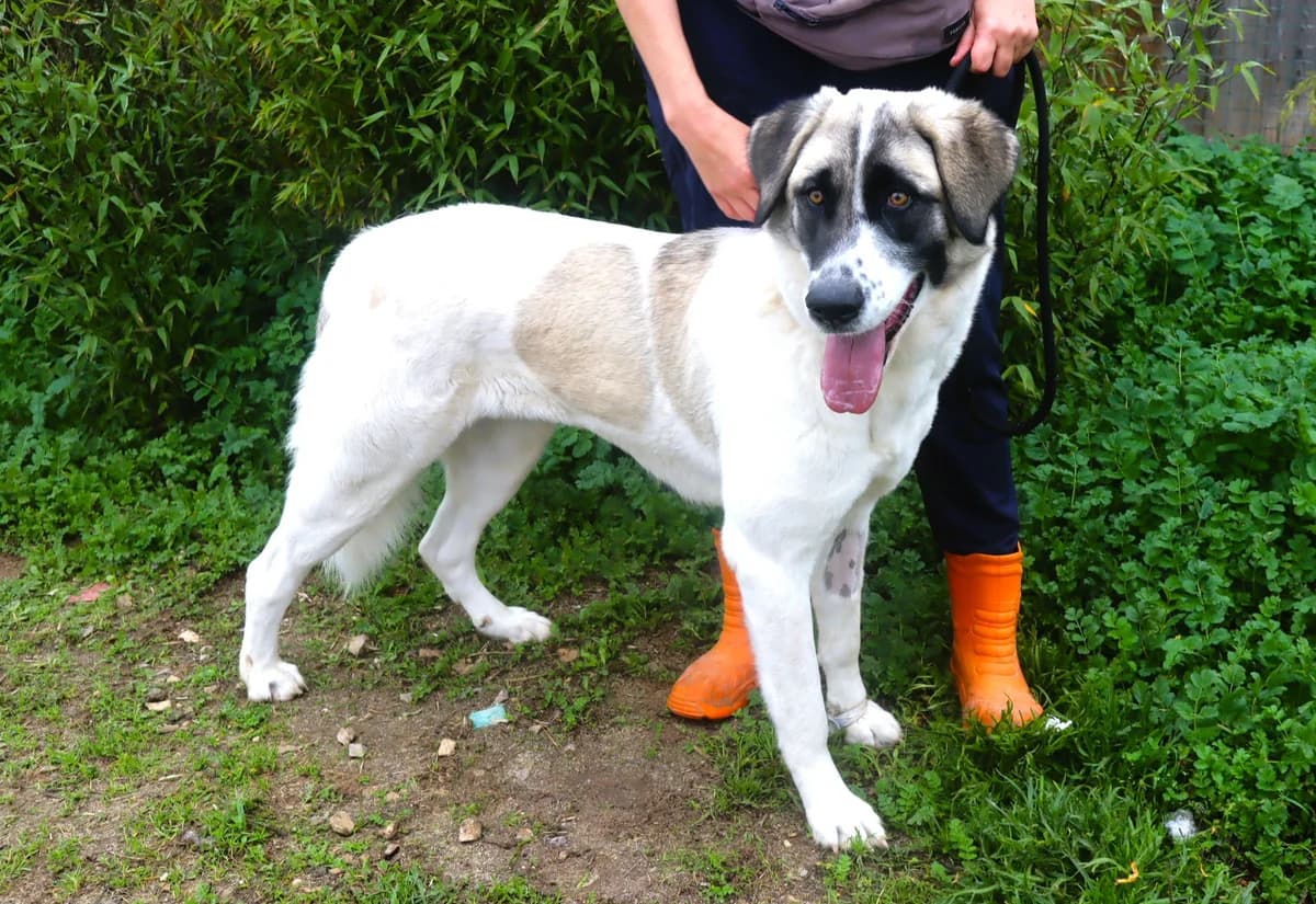 RUBY, Branco e Cinza female young mixed breed for adoption at O Cantinho da Milu, Lisbon
