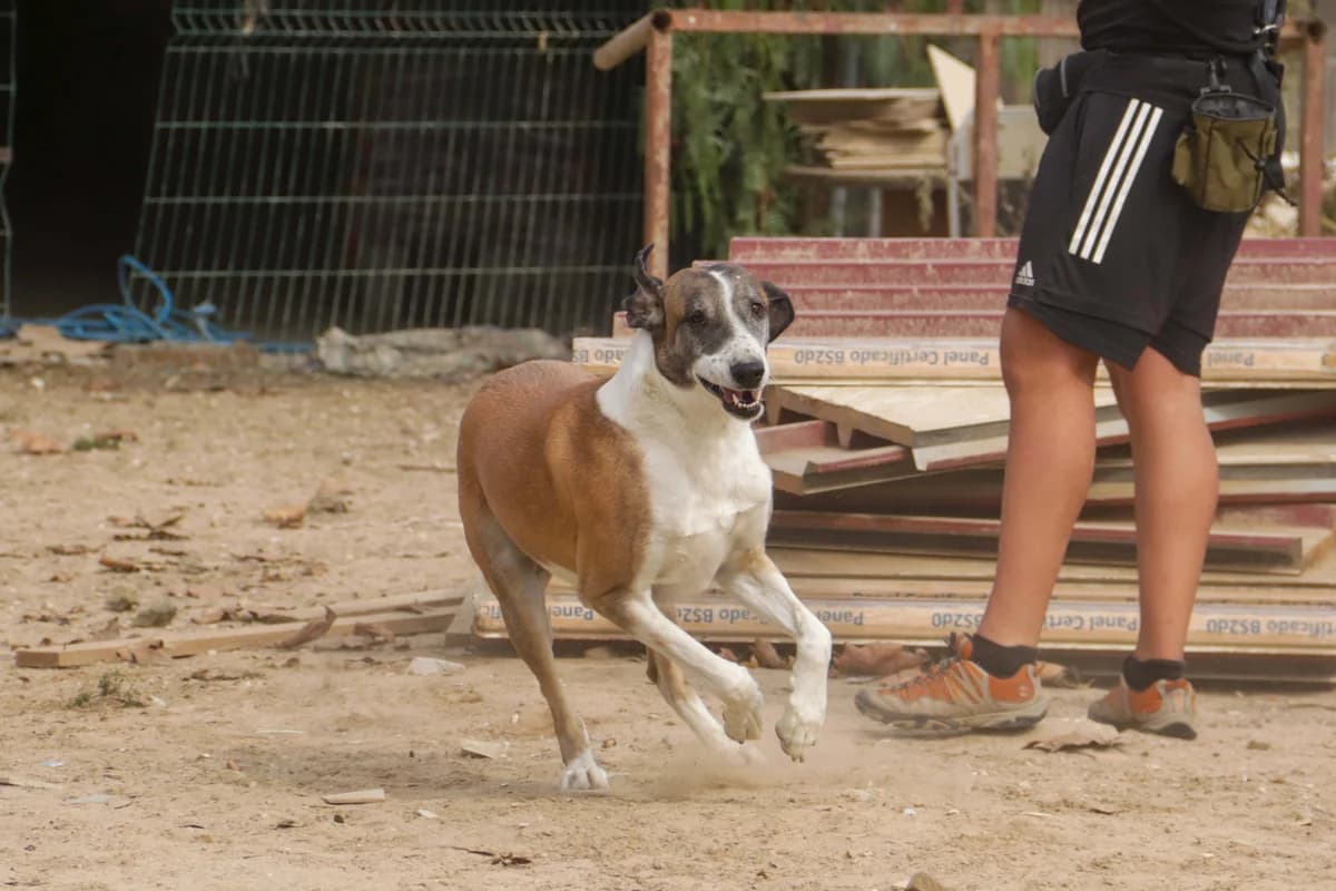 MR PARK, Mixed Breed (O Cantinho da Milu)