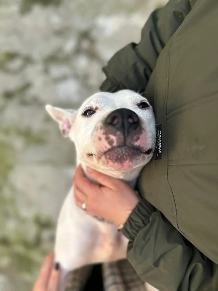 PETIFYC10002 photo 2