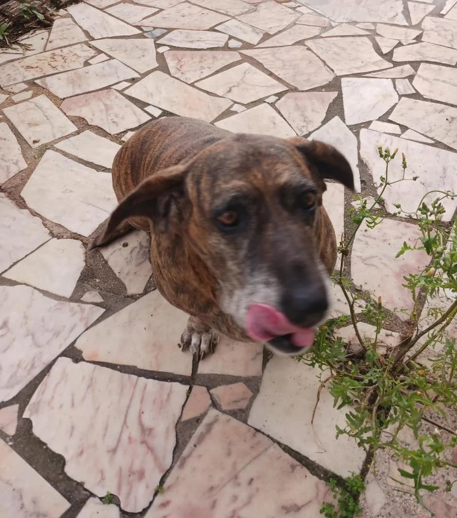 PETIFYC10033 photo 2