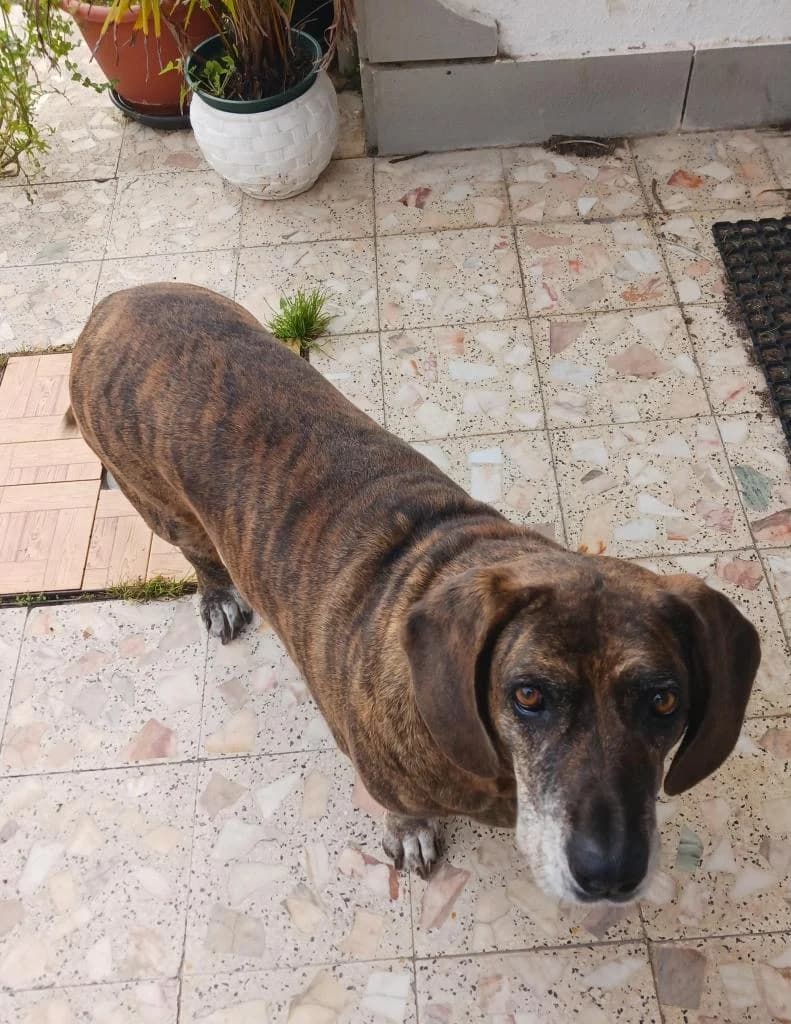 PETIFYC10033 photo 3