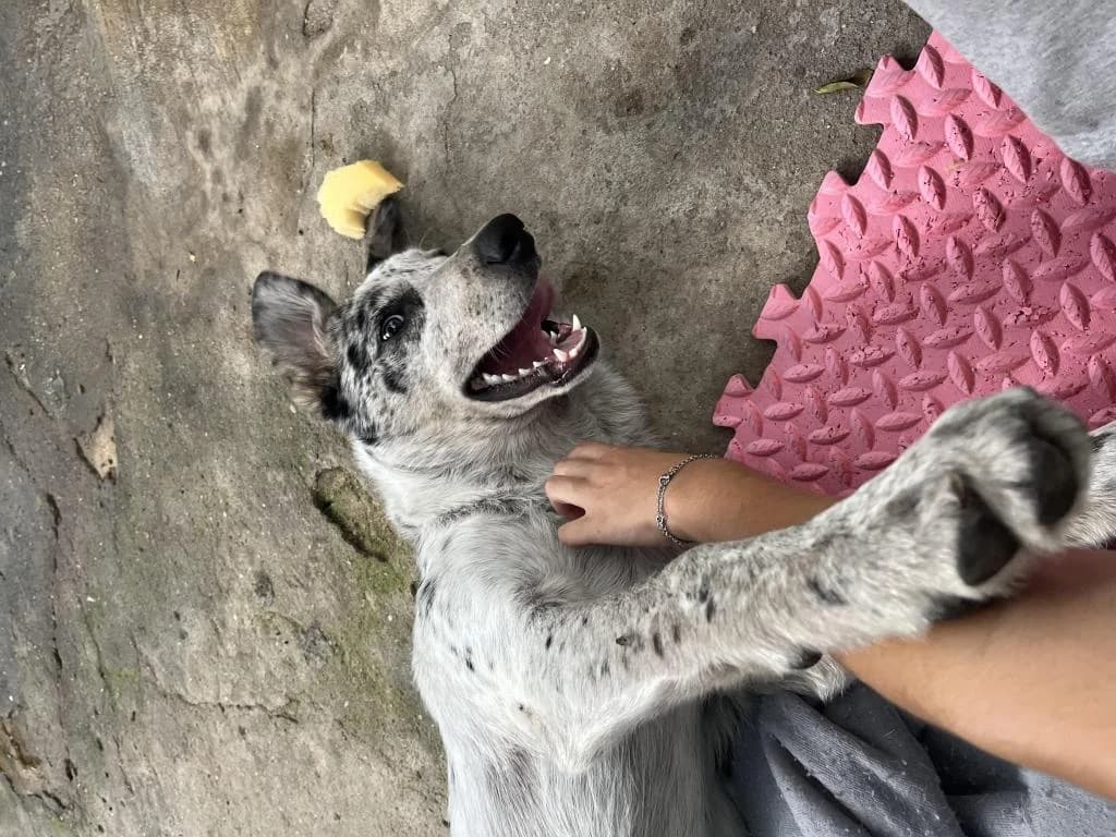 PETIFYC10040 photo 6