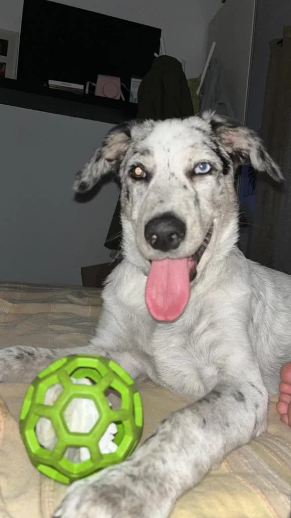 PETIFYC10040 photo 8