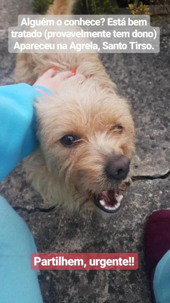 PETIFYC10051 photo 6