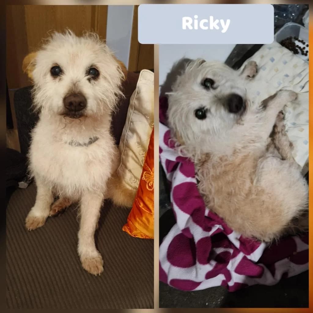 PETIFYC10077 photo 3