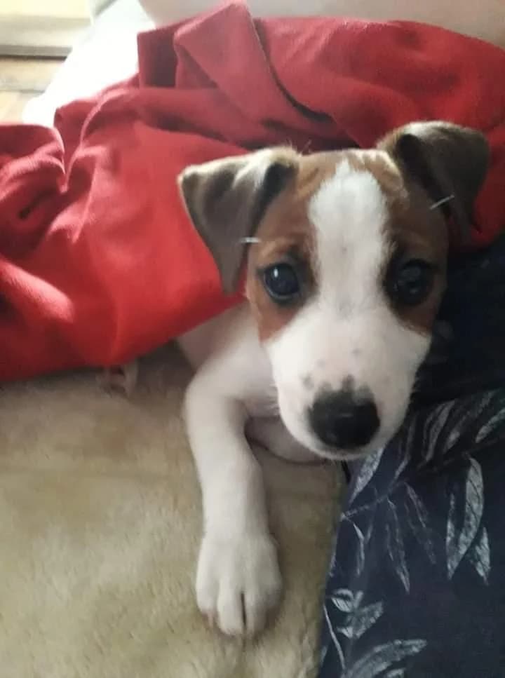 PETIFYC10087 photo 5