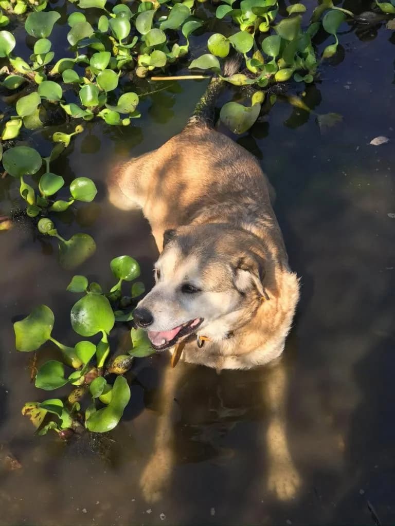 PETIFYC10087 photo 8