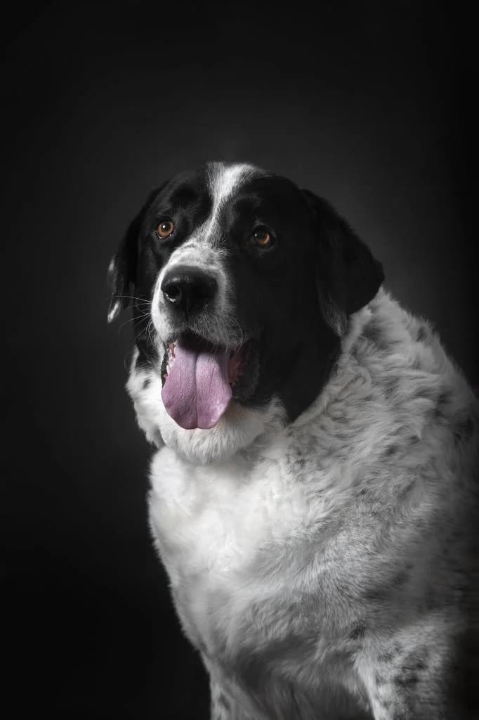 PETIFYC10089 photo 2