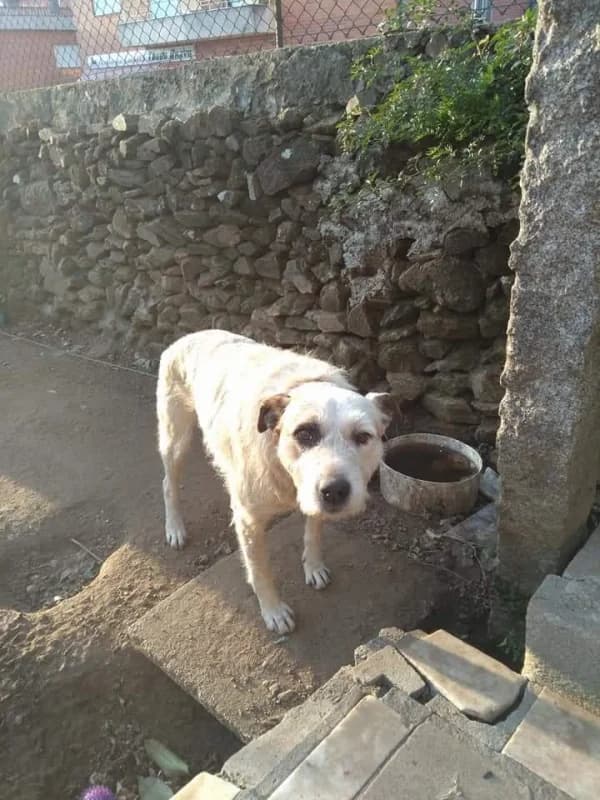 PETIFYC10089 photo 7