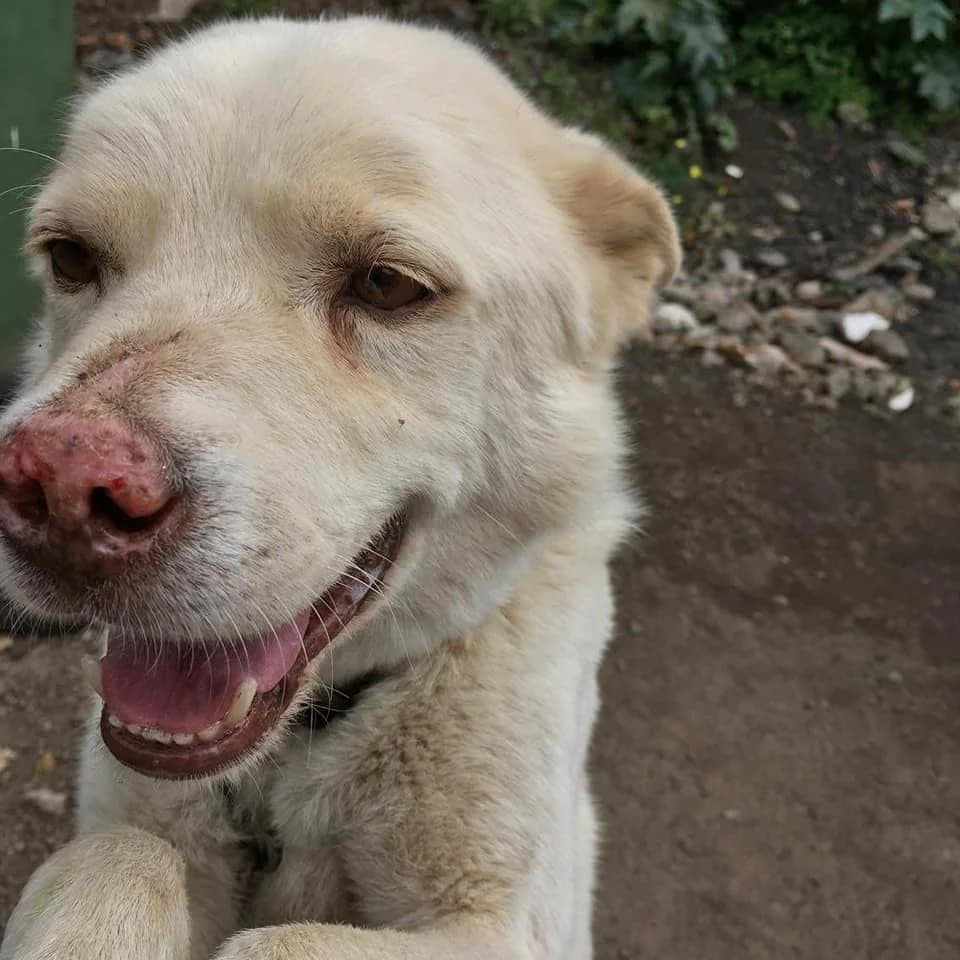 PETIFYC10096 photo 5