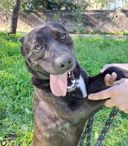 PETIFYC10103 photo 3