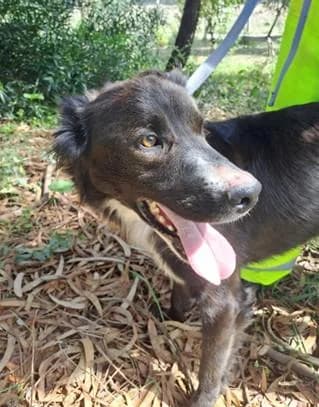 PETIFYC10104 photo 2