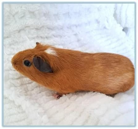 PETIFYC10104 photo 8