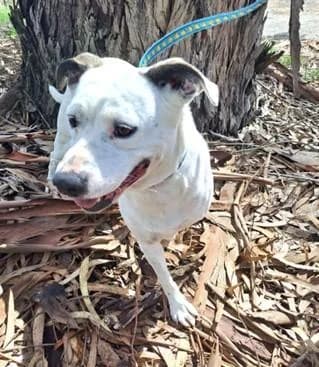 PETIFYC10105 photo 2