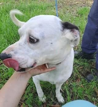 PETIFYC10105 photo 3