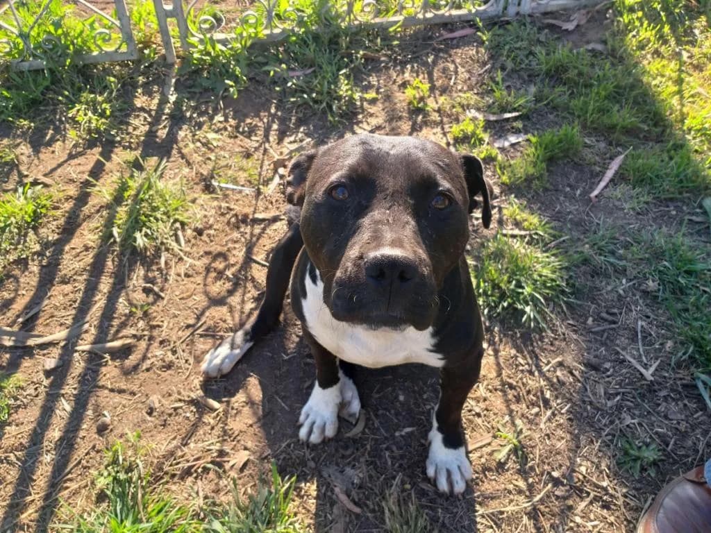 PETIFYC10105 photo 8