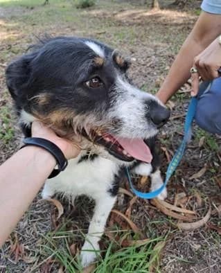 PETIFYC10110 photo 2