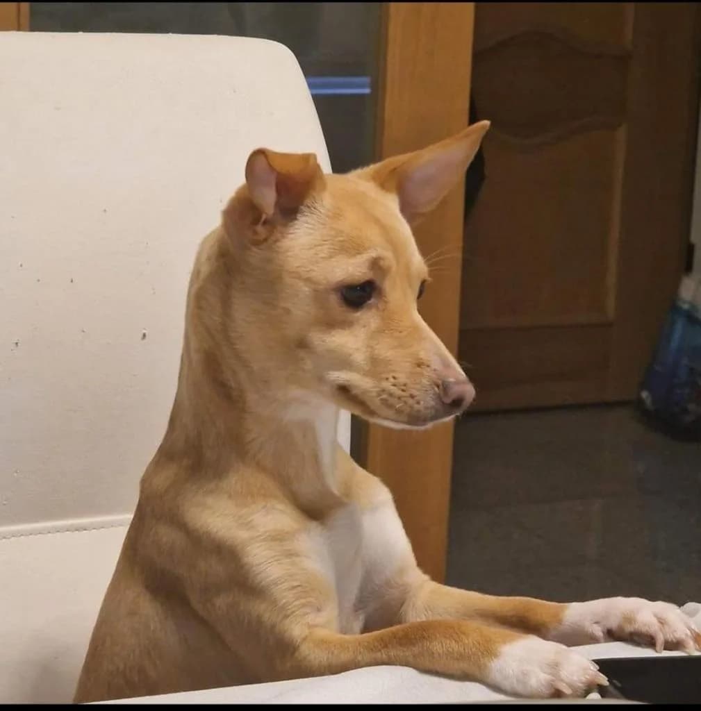 PETIFYC10110 photo 6