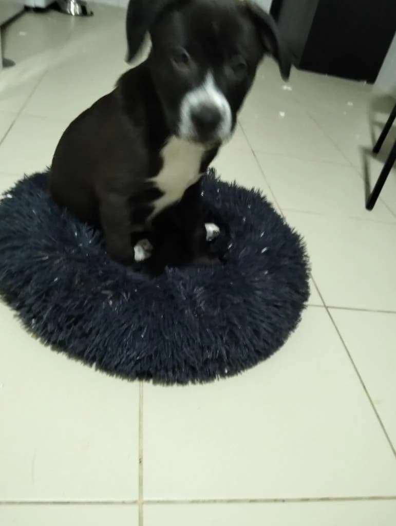 PETIFYC10115 photo 3