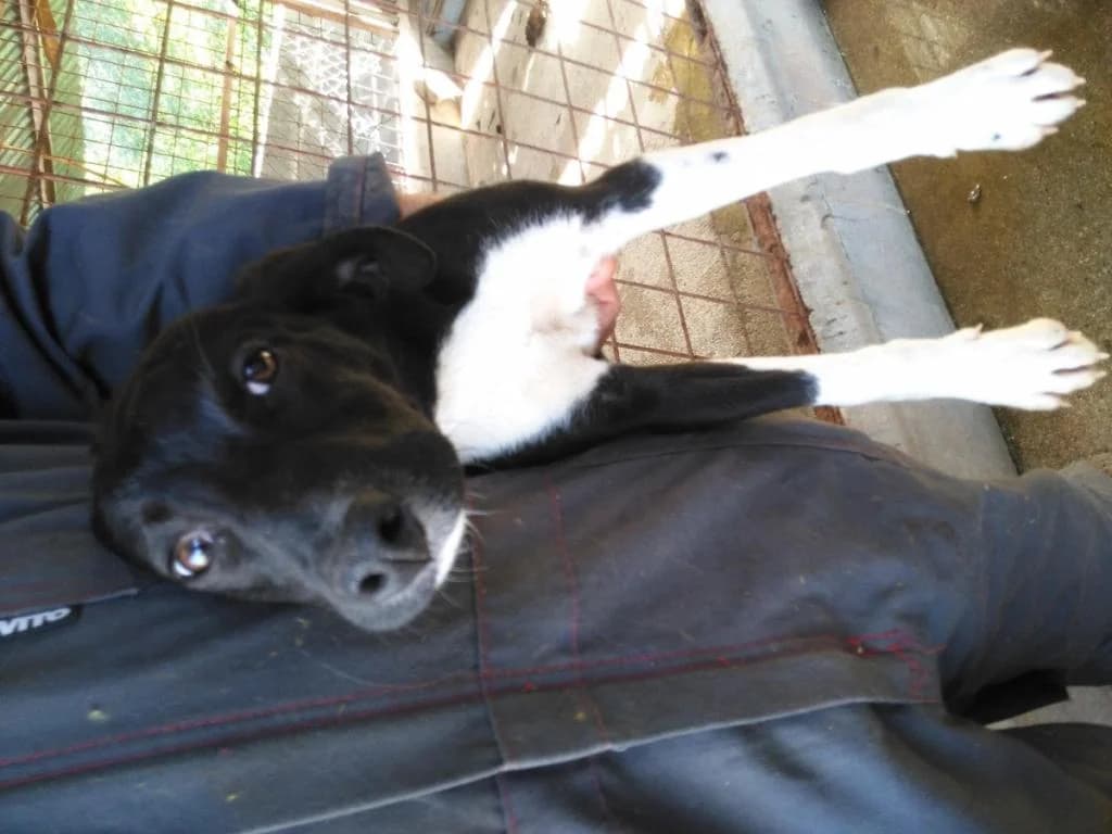 PETIFYC10115 photo 8