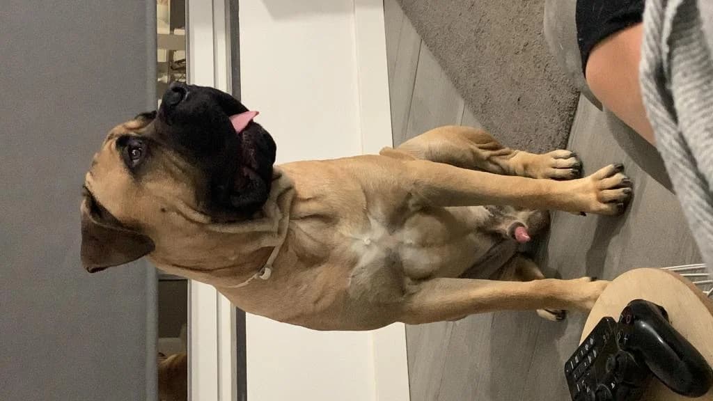 PETIFYC10117 photo 3