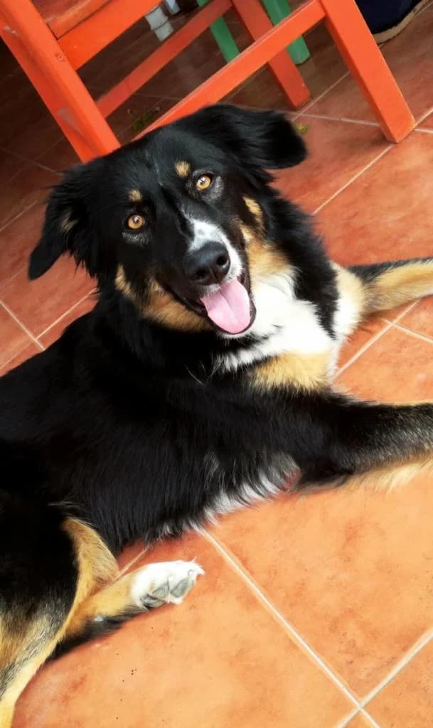 PETIFYC10117 photo 8