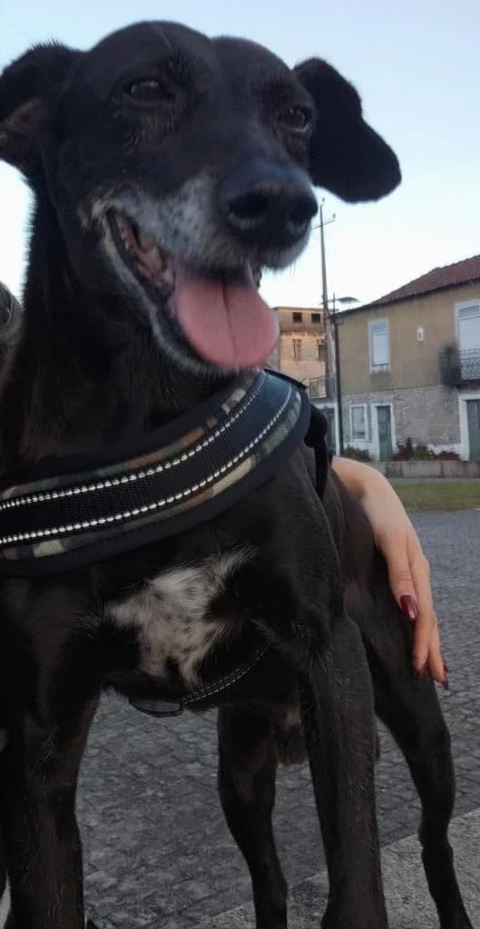 PETIFYC10124 photo 2