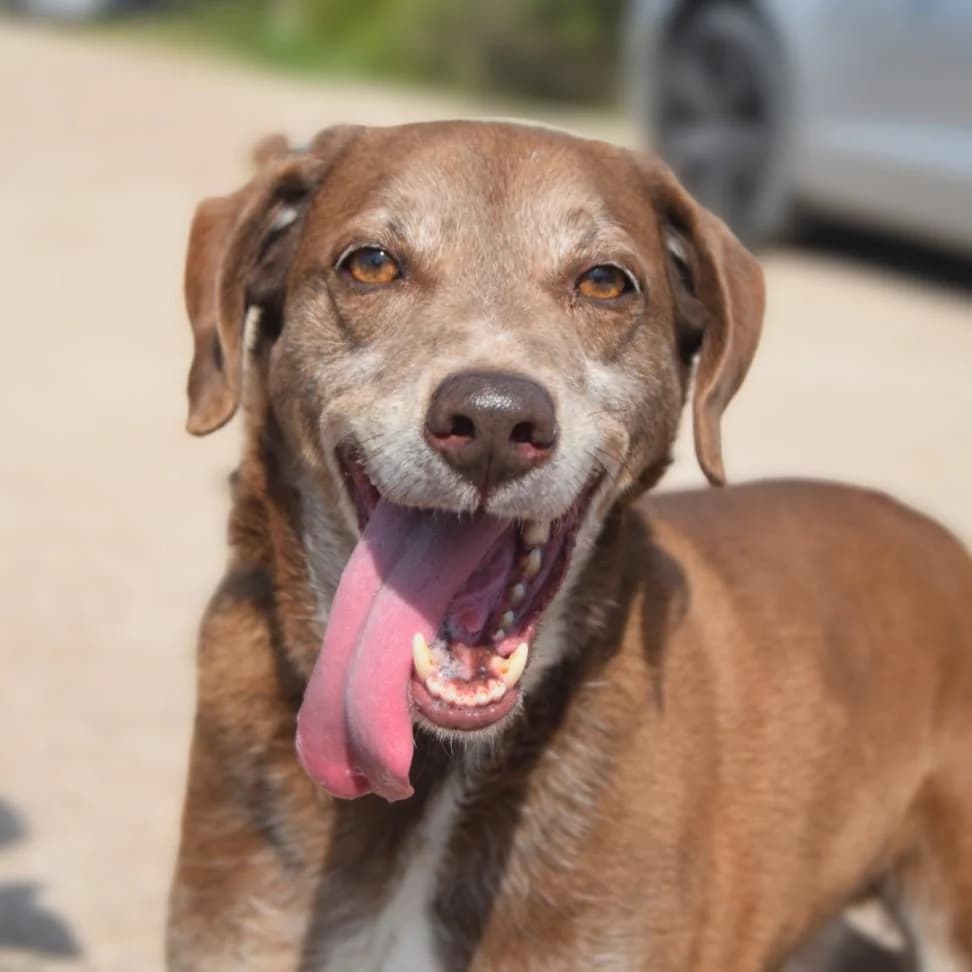 PETIFYC10124 photo 5