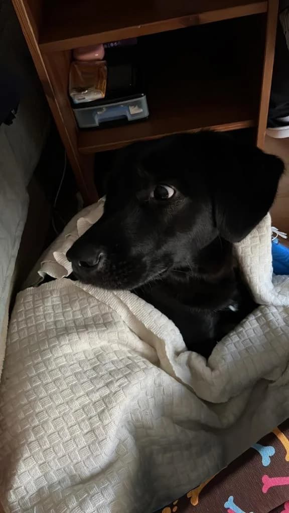 PETIFYC10126 photo 4